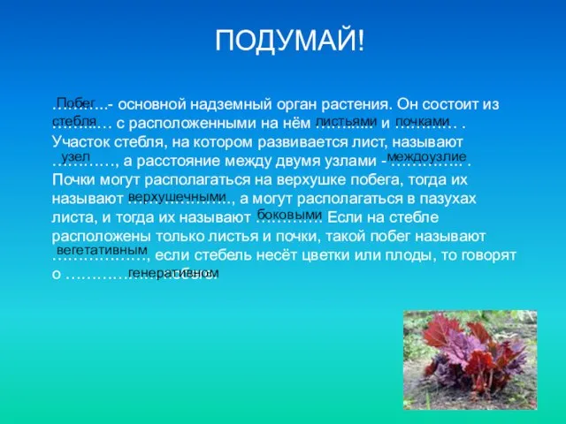 ПОДУМАЙ! ………..- основной надземный орган растения. Он состоит из ……...… с расположенными