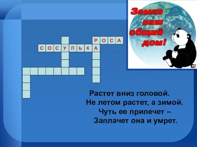 Растет вниз головой. Не летом растет, а зимой. Чуть ее припечет –