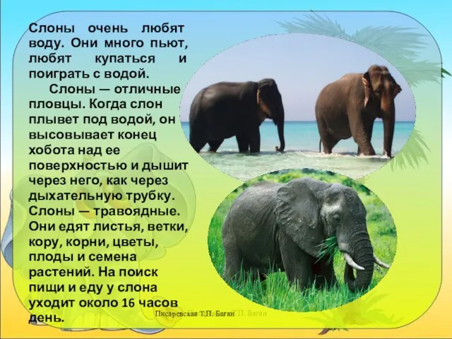 Писаревская Т.П. Баган Слоны очень любят воду. Они много пьют, любят купаться