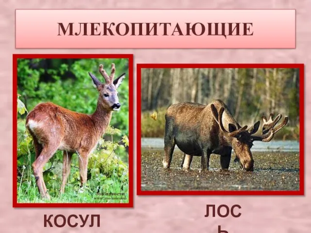 МЛЕКОПИТАЮЩИЕ КОСУЛЯ ЛОСЬ