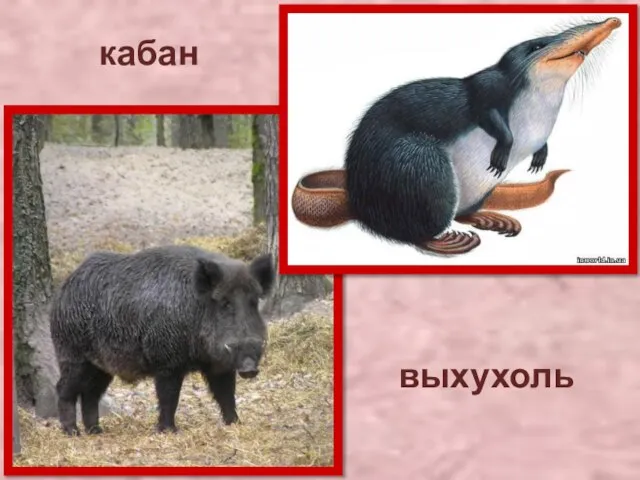 кабан выхухоль