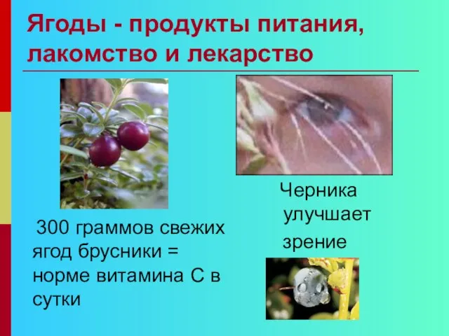 Ягоды - продукты питания, лакомство и лекарство 300 граммов свежих ягод брусники