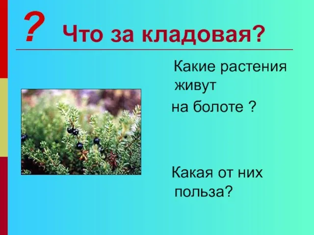 Что за кладовая? Какие растения живут на болоте ? Какая от них польза? ?