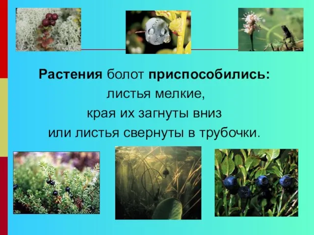 Растения болот приспособились: листья мелкие, края их загнуты вниз или листья свернуты в трубочки.