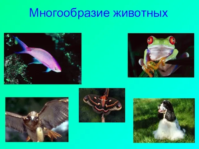 Многообразие животных