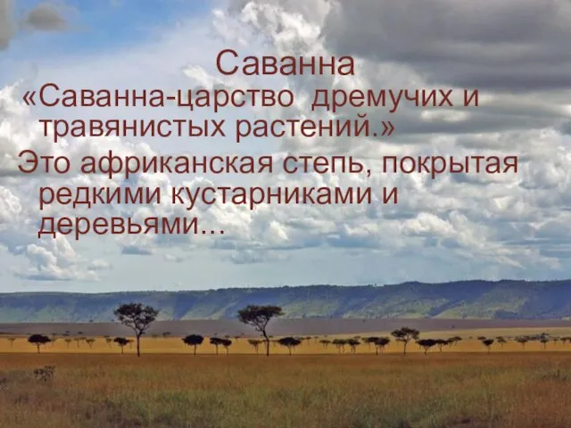 Саванна «Саванна-царство дремучих и травянистых растений.» Это африканская степь, покрытая редкими кустарниками и деревьями...