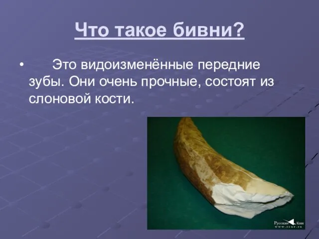 Что такое бивни? Это видоизменённые передние зубы. Они очень прочные, состоят из слоновой кости.