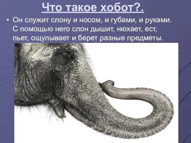 Что такое хобот?. Он служит слону и носом, и губами, и руками.