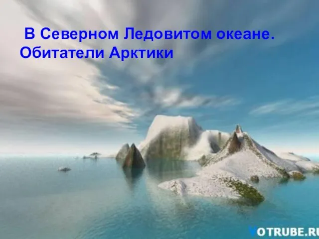 В Северном Ледовитом океане. Обитатели Арктики В Северном Ледовитом океане. Обитатели Арктики