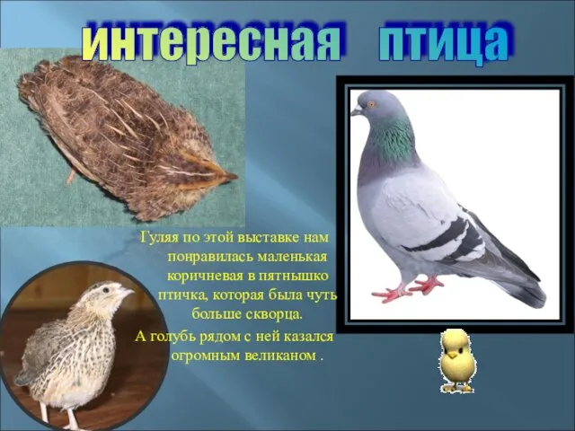 Гуляя по этой выставке нам понравилась маленькая коричневая в пятнышко птичка, которая