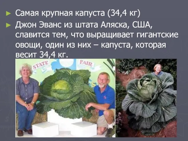 Самая крупная капуста (34,4 кг) Джон Эванс из штата Аляска, США, славится