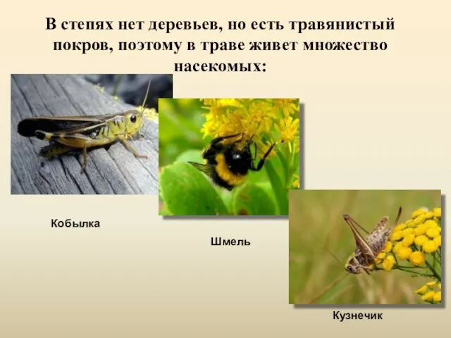 В степях нет деревьев, но есть травянистый покров, поэтому в траве живет