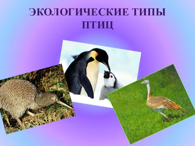 ЭКОЛОГИЧЕСКИЕ ТИПЫ ПТИЦ