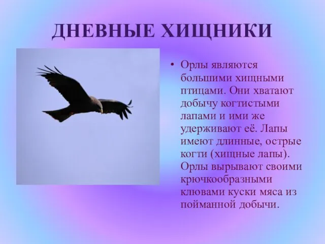 ДНЕВНЫЕ ХИЩНИКИ Орлы являются большими хищными птицами. Они хватают добычу когтистыми лапами