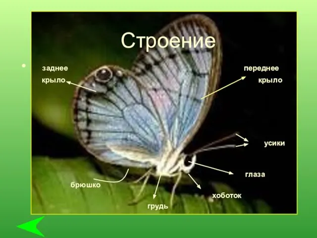 Строение заднее переднее крыло крыло усики глаза брюшко хоботок грудь