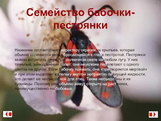 Семейство бабочки-пестрянки Название соответствует характеру окраски их крыльев, которая обычно отличается резко
