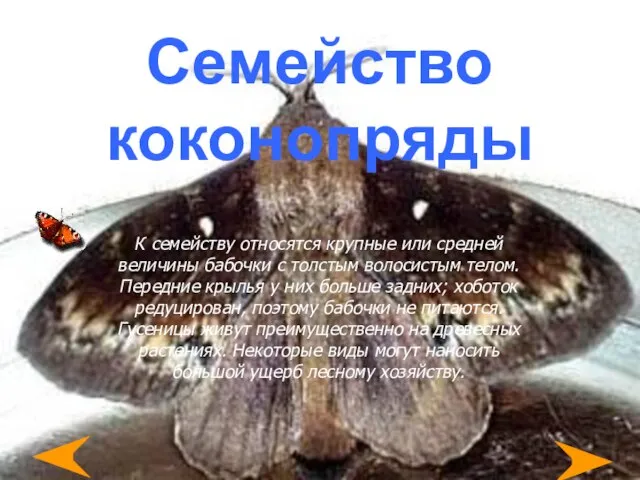 Семейство коконопряды К семейству относятся крупные или средней величины бабочки с толстым