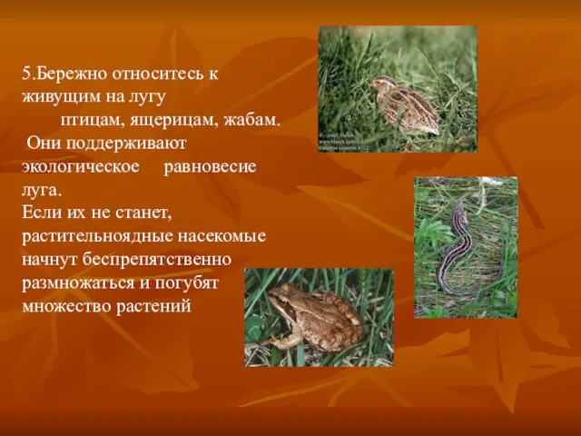 5.Бережно относитесь к живущим на лугу птицам, ящерицам, жабам. Они поддерживают экологическое