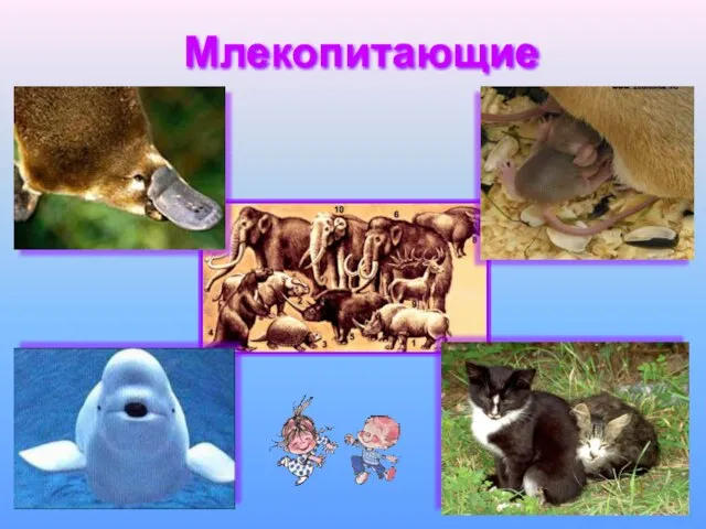 Млекопитающие