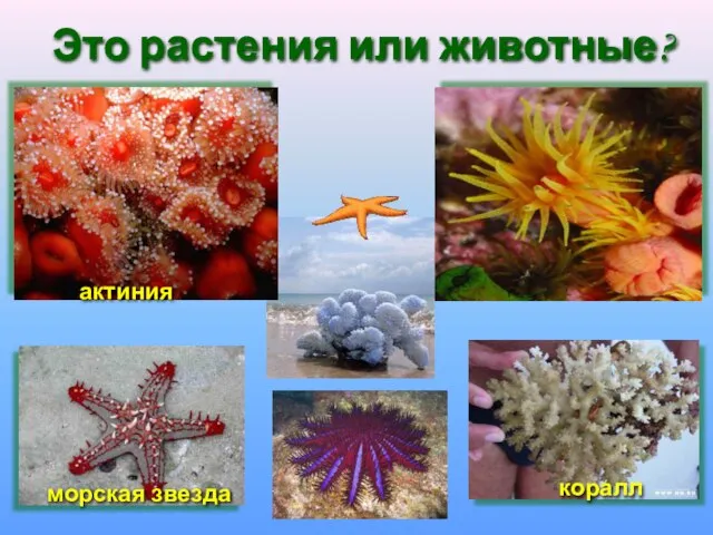 Это растения или животные? актиния морская звезда коралл