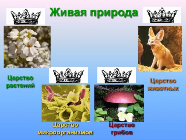 Живая природа Царство растений Царство микроорганизмов Царство грибов Царство животных