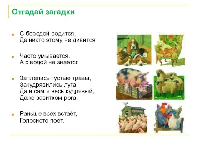 Отгадай загадки С бородой родится, Да никто этому не дивится Часто умывается,