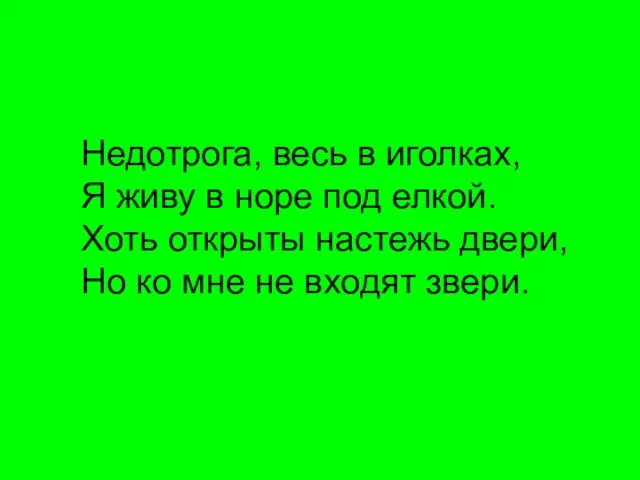 Недотрога, весь в иголках, Я живу в норе под елкой. Хоть открыты