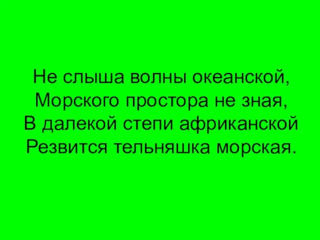 Не слыша волны океанской, Морского простора не зная, В далекой степи африканской Резвится тельняшка морская.