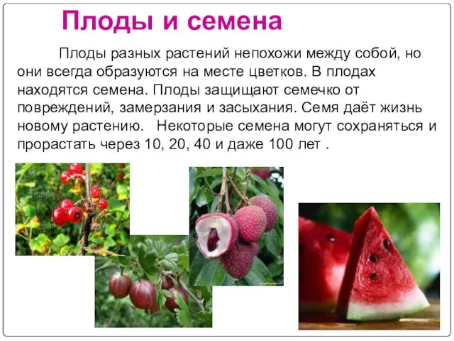 Плоды и семена Плоды разных растений непохожи между собой, но они всегда