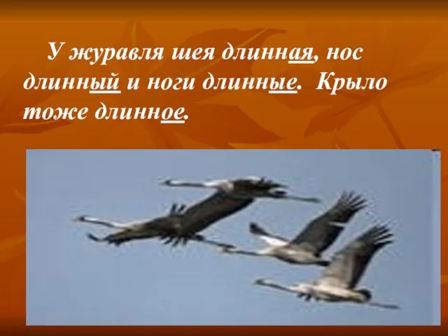 У журавля шея длинная, нос длинный и ноги длинные. Крыло тоже длинное.