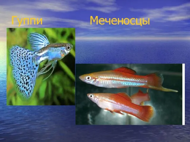 Гуппи Меченосцы