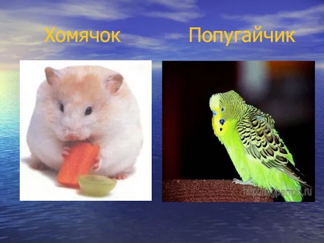 Хомячок Попугайчик