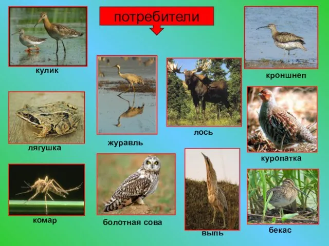 потребители кулик лягушка комар журавль болотная сова выпь бекас куропатка лось кроншнеп