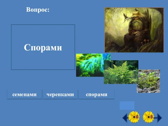 Вопрос: Как размножаются водоросли, мхи и папоротники? Спорами семенами черенками спорами