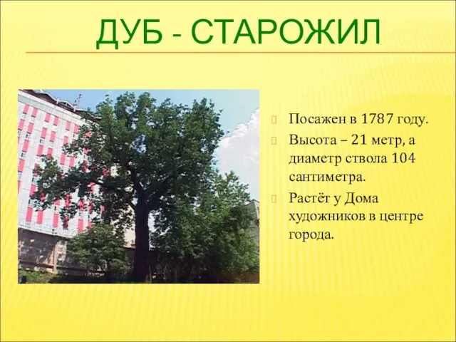 ДУБ - СТАРОЖИЛ Посажен в 1787 году. Высота – 21 метр, а