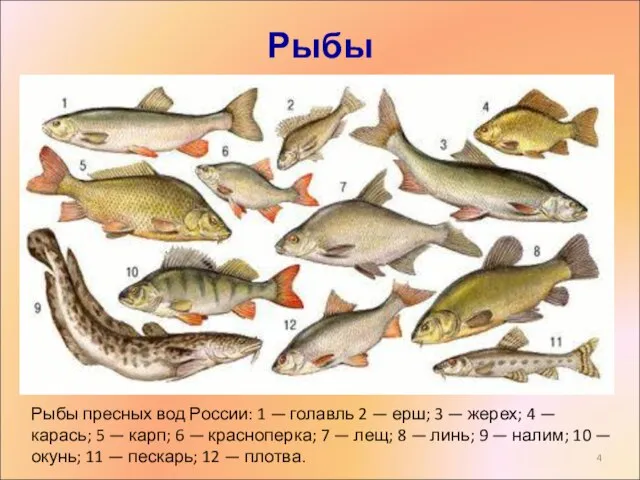 Рыбы Рыбы пресных вод России: 1 — голавль 2 — ерш; 3