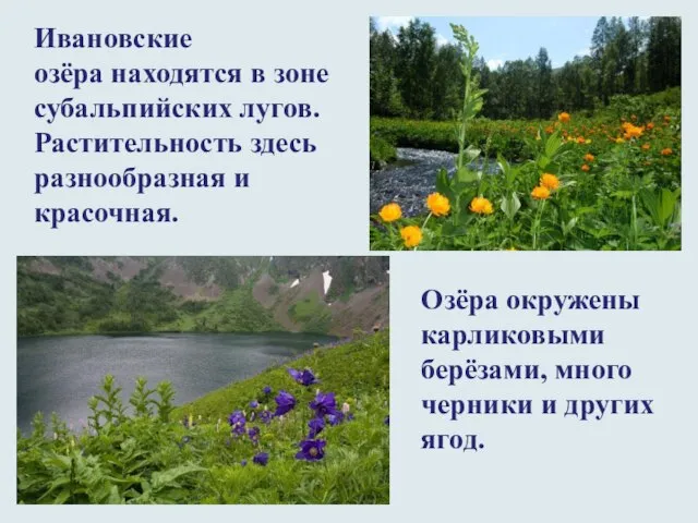 Ивановские озёра находятся в зоне субальпийских лугов. Растительность здесь разнообразная и красочная.