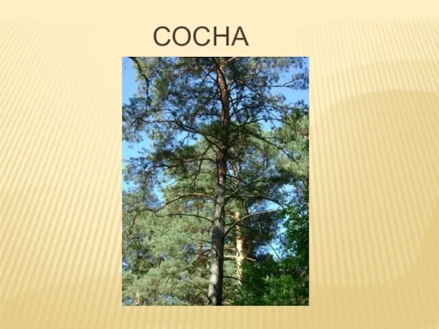 Сосна