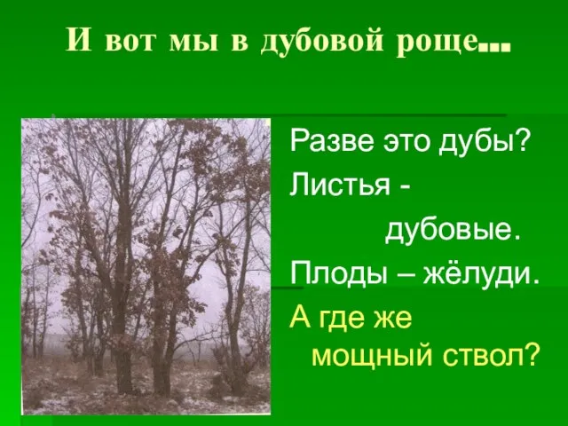 И вот мы в дубовой роще… Разве это дубы? Листья - дубовые.