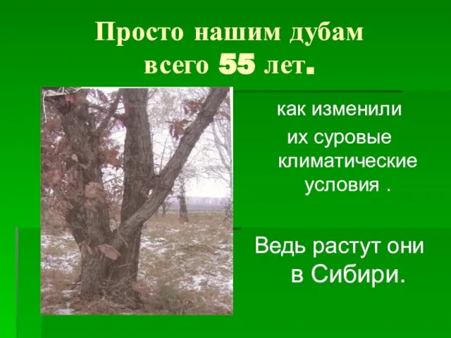 Просто нашим дубам всего 55 лет. как изменили их суровые климатические условия