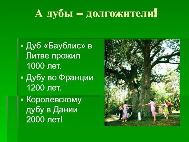 А дубы – долгожители! Дуб «Баублис» в Литве прожил 1000 лет. Дубу