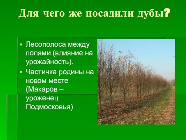 Для чего же посадили дубы? Лесополоса между полями (влияние на урожайность). Частичка