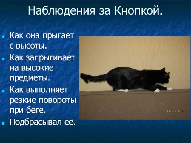 Наблюдения за Кнопкой. Как она прыгает с высоты. Как запрыгивает на высокие