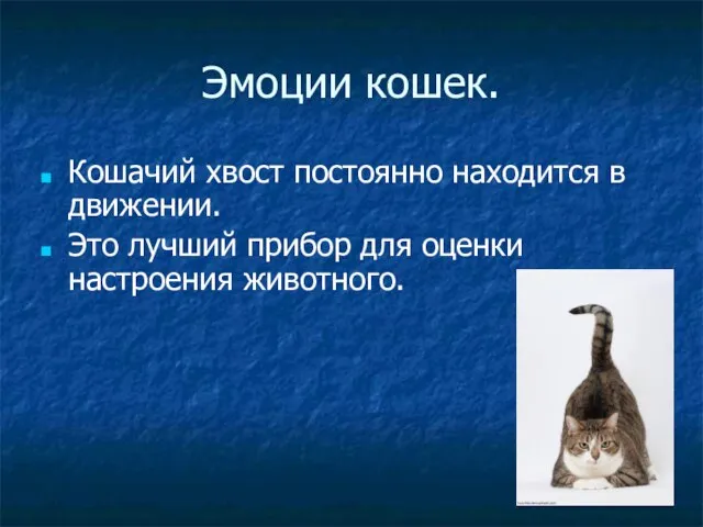 Эмоции кошек. Кошачий хвост постоянно находится в движении. Это лучший прибор для оценки настроения животного.