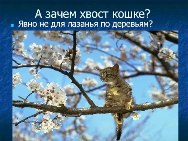 А зачем хвост кошке? Явно не для лазанья по деревьям?