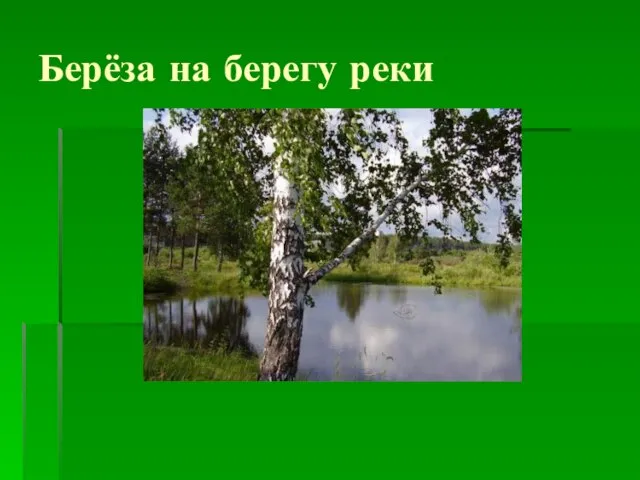 Берёза на берегу реки