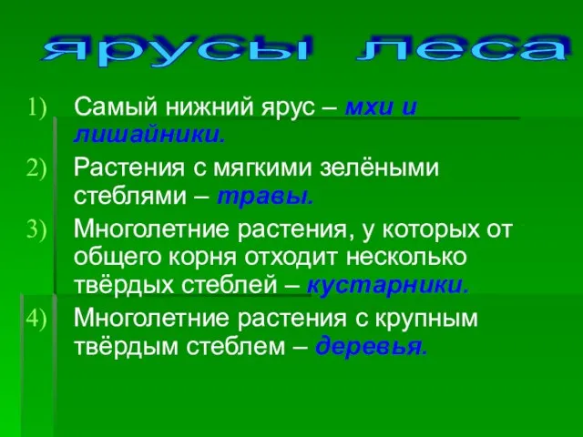 Самый нижний ярус – мхи и лишайники. Растения с мягкими зелёными стеблями