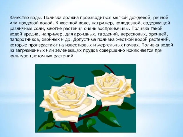 Качество воды. Поливка должна производиться мягкой дождевой, речной или прудовой водой. К