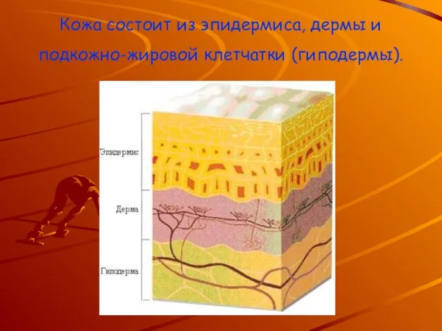 Кожа состоит из эпидермиса, дермы и подкожно-жировой клетчатки (гиподермы).