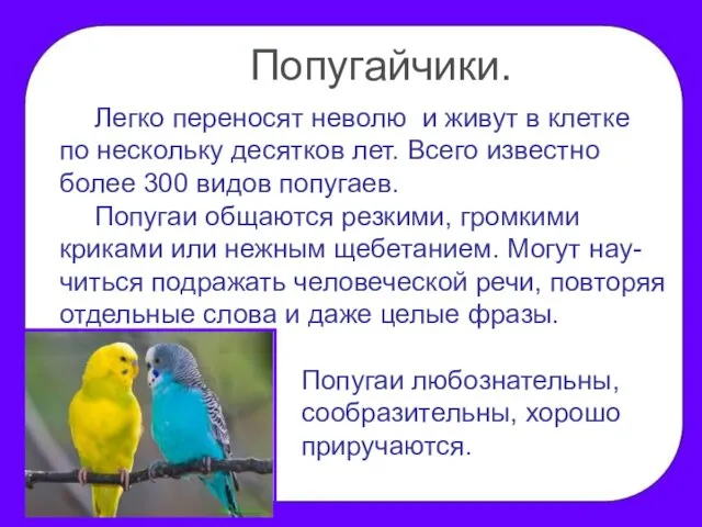 Легко переносят неволю и живут в клетке по нескольку десятков лет. Всего